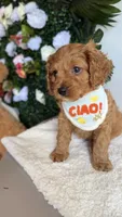 Mango , a male Cavapoo and Poodle - Miniature  for sale in Selma, NC – 4 of 7
