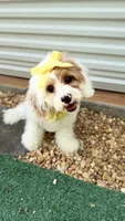 Daisy , a female Cavapoo for sale in Selma, NC – 3 of 10