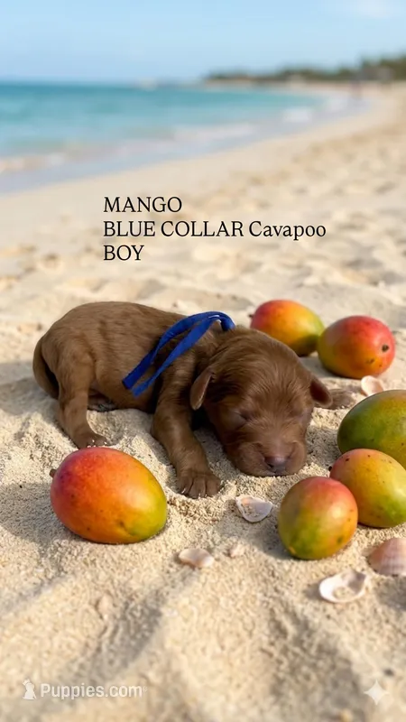 Mango  – Cavapoo, Poodle - Miniature  puppy for sale in Selma, NC