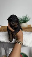 Buzz, a male Poodle - Miniature  for sale in Selma, NC – 9 of 9