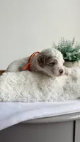 Spaghetti , a male Miniature Goldendoodle for sale in Selma, NC – 4 of 10