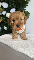 Blue , a male Cavapoo and Poodle - Toy  for sale in Selma, NC – 2 of 8