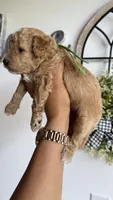 Woody, a male Poodle - Miniature  for sale in Selma, NC – 9 of 9