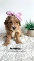 Tortellini , a female Miniature Goldendoodle for sale in Selma, NC – 8 of 10