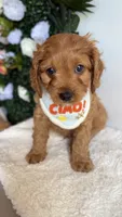 Mango , a male Cavapoo and Poodle - Miniature  for sale in Selma, NC – 5 of 7