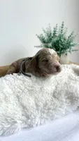 Fettuccine , a male Miniature Goldendoodle for sale in Selma, NC – 3 of 6