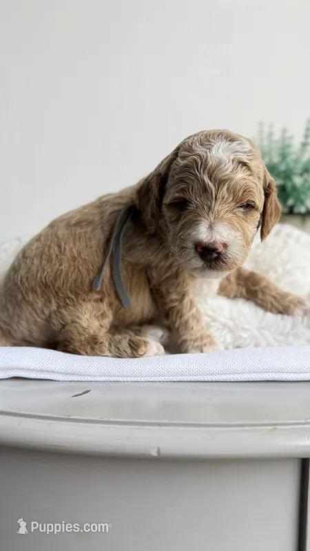 Fettuccine  – Miniature Goldendoodle puppy for sale in Selma, NC