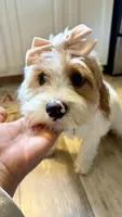 Daisy , a female Cavapoo for sale in Selma, NC – 7 of 10