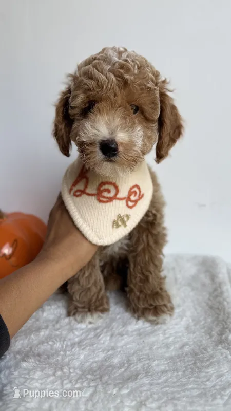 Fettuccine  – Miniature Goldendoodle puppy for sale in Selma, NC