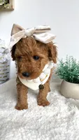 Karen, a female Poodle - Miniature  for sale in Selma, NC – 7 of 7
