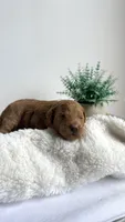 Bucatini , a male Miniature Goldendoodle for sale in Selma, NC – 2 of 7