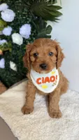 Mango , a male Cavapoo and Poodle - Miniature  for sale in Selma, NC – 6 of 7