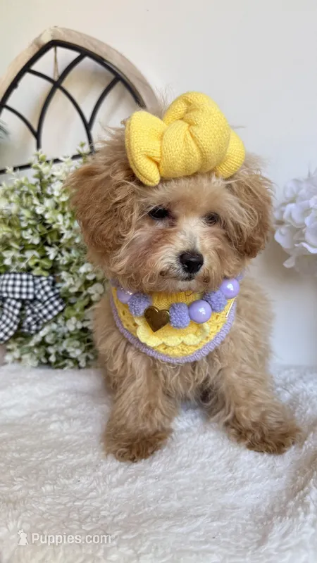 Tiny  – Poodle - Toy  puppy for sale in Selma, NC