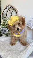 Tiny , a female Poodle - Toy  for sale in Selma, NC – 4 of 6