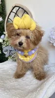 Tiny , a female Poodle - Toy  for sale in Selma, NC – 3 of 6