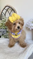 Tiny , a female Poodle - Toy  for sale in Selma, NC – 5 of 6