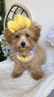 Tiny , a female Poodle - Toy  for sale in Selma, NC – 6 of 6