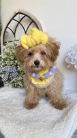 Tiny , a female Poodle - Toy  for sale in Selma, NC – 2 of 6