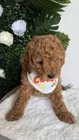 Sailor , a male Cavapoo for sale in Selma, NC – 4 of 10