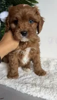 Banana , a male Cavapoo and Poodle - Miniature  for sale in Selma, NC – 9 of 9