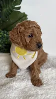 Sailor , a male Cavapoo and Poodle - Toy  for sale in Selma, NC – 5 of 8