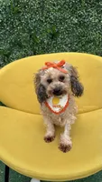 Ginger , a female Poodle - Toy  for sale in Selma, NC – 2 of 9