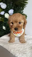 Blue , a male Cavapoo and Poodle - Toy  for sale in Selma, NC – 8 of 8