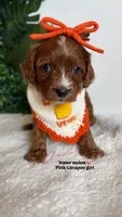 Watermelon , a female Cavapoo and Poodle - Miniature  for sale in Selma, NC – 1 of 8