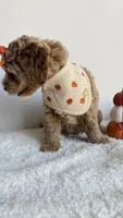 Tortellini , a female Miniature Goldendoodle for sale in Selma, NC – 3 of 10