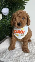 Sailor , a male Cavapoo for sale in Selma, NC – 2 of 10