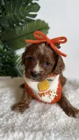 Watermelon , a female Cavapoo and Poodle - Miniature  for sale in Selma, NC – 4 of 8