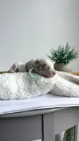 Lasagna , a male Miniature Goldendoodle for sale in Selma, NC – 8 of 8