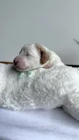 Lasagna , a male Miniature Goldendoodle for sale in Selma, NC – 3 of 8