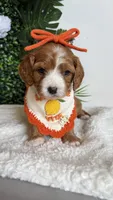 Pineapple 🍍 , a female Cavapoo and Poodle - Miniature  for sale in Selma, NC – 3 of 7