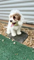 Daisy , a female Cavapoo for sale in Selma, NC – 4 of 10