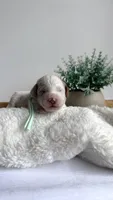 Lasagna , a male Miniature Goldendoodle for sale in Selma, NC – 4 of 8