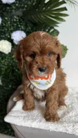 Banana , a male Cavapoo and Poodle - Miniature  for sale in Selma, NC – 8 of 9