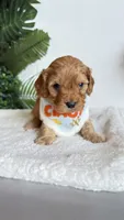 Orange , a male Cavapoo and Poodle - Miniature  for sale in Selma, NC – 2 of 9