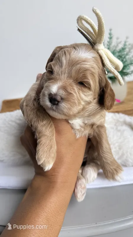 Tortellini  – Miniature Goldendoodle puppy for sale in Selma, NC