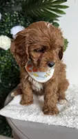 Banana , a male Cavapoo and Poodle - Miniature  for sale in Selma, NC – 6 of 9