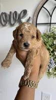 Woody, a male Poodle - Miniature  for sale in Selma, NC – 5 of 9
