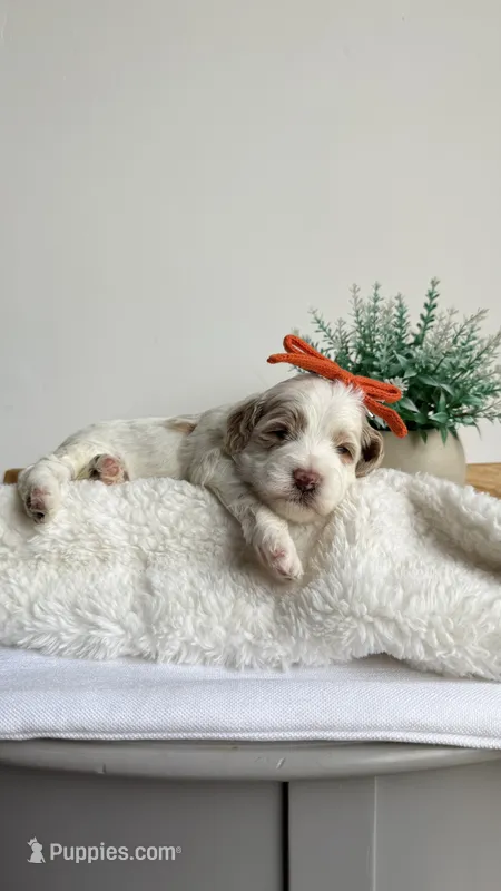 Rigatoni  – Miniature Goldendoodle puppy on hold in Selma, NC