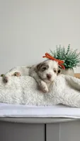 Rigatoni , a female Miniature Goldendoodle for sale in Selma, NC – 1 of 8