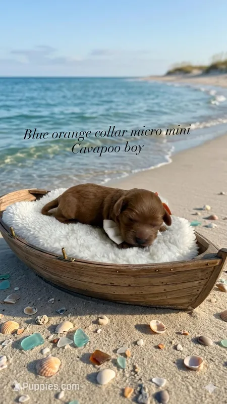 Blue  – Cavapoo, Poodle - Toy  puppy for sale in Selma, NC