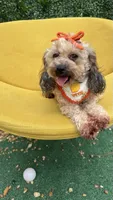 Ginger , a female Poodle - Toy  for sale in Selma, NC – 8 of 9