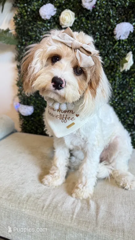 Daisy  – Cavapoo puppy on hold in Selma, NC