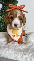 Pineapple 🍍 , a female Cavapoo and Poodle - Miniature  for sale in Selma, NC – 2 of 7