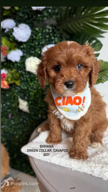 Banana  – Cavapoo, Poodle - Miniature  puppy for sale in Selma, NC