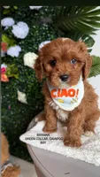 Banana , a male Cavapoo and Poodle - Miniature  for sale in Selma, NC – 1 of 9