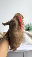 Bucatini , a male Miniature Goldendoodle for sale in Selma, NC – 5 of 7